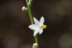 Chlorophytum nimmonii